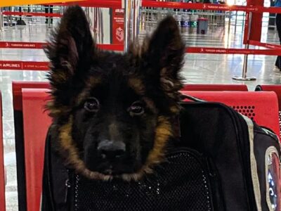 Llega a México cachorro donado por Turquía tras muerte de Proteo