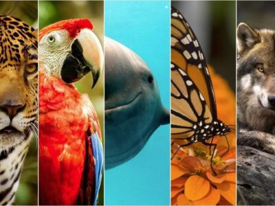 México ¡535 especies de animales están en peligro de extinción!