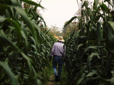 México, con poca probabilidad de ganar pleito sobre maíz transgénico contra EU