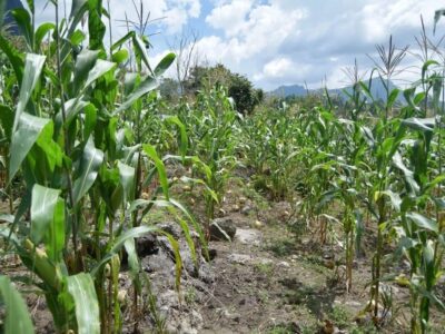 Estiman déficit en producción de maíz de 28 millones de toneladas