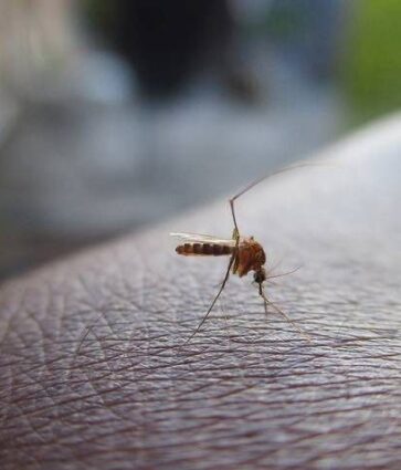 Dengue en Tabasco: Cifras de casos y muertes superan las de 2022