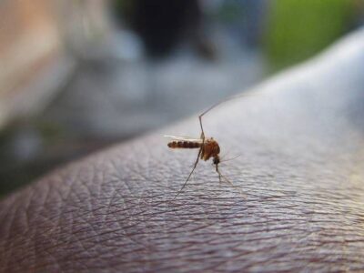 Dengue en Tabasco: Cifras de casos y muertes superan las de 2022