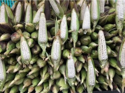 Se vino abajo 9.2% la producción de maíz de México en 2023
