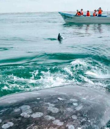 La ballena gris llega a BCS con más hambre que nunca: la razón está en el cambio climático
