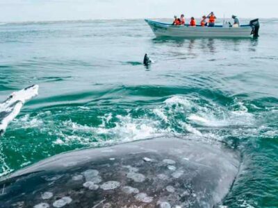 La ballena gris llega a BCS con más hambre que nunca: la razón está en el cambio climático