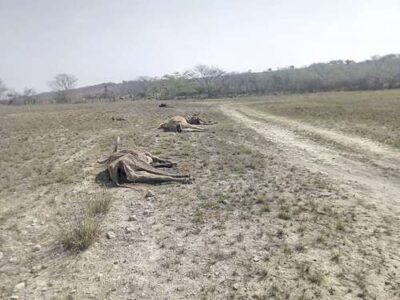 SLP: ante sequía ganaderos trabajan en plan urgente para rescatar hatos