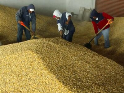 Ventas recientes de EU a México fueron de 263 mil toneladas de maíz