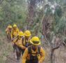 Control del 60 por ciento en incendio forestal en sierra San Miguelito de SLP