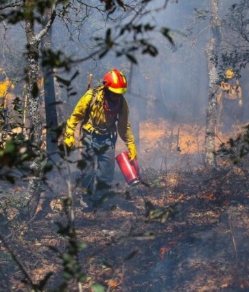 Hay 69 incendios forestales activos en 18 estados: Conafor