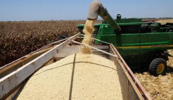 Irrelevantes, pruebas de México contra el maíz transgénico: EU