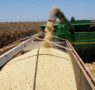 Irrelevantes, pruebas de México contra el maíz transgénico: EU