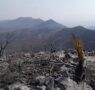 Controlados, cinco de nueve incendios forestales en SLP