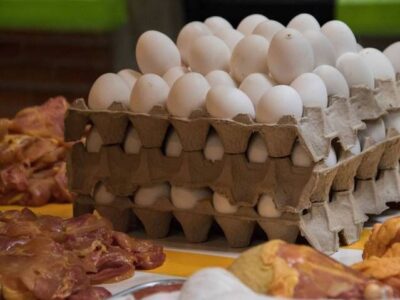 Avicultores garantizan abasto de huevo y pollo en Yucatán
